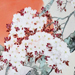 Shuka Takahashi Gallery